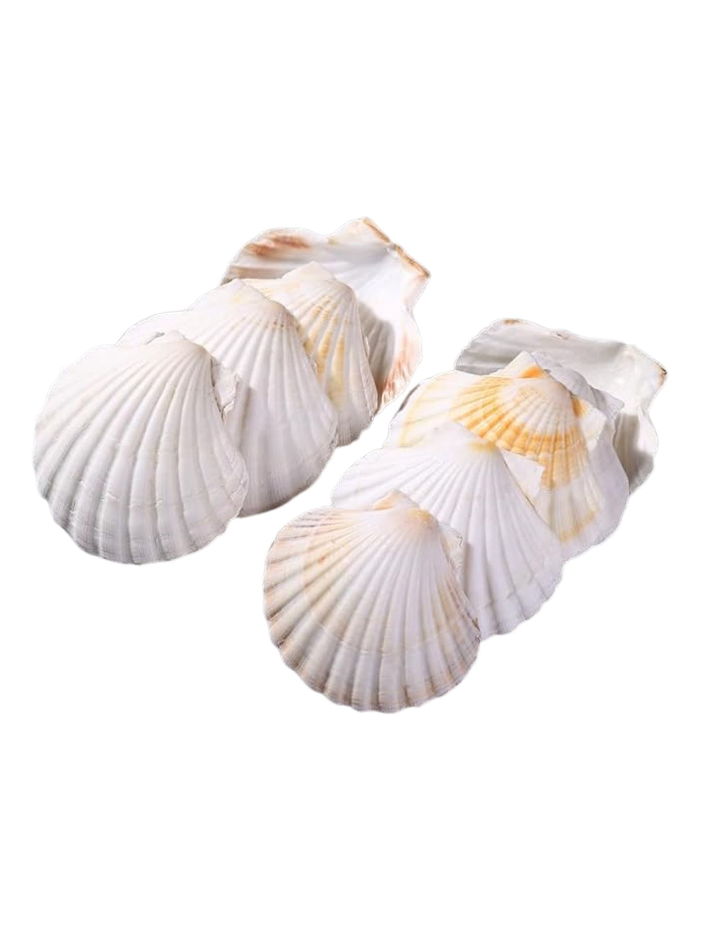 Scallop shells
